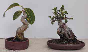 Ficus benghalensis, Ficus microcarpa Ginseng